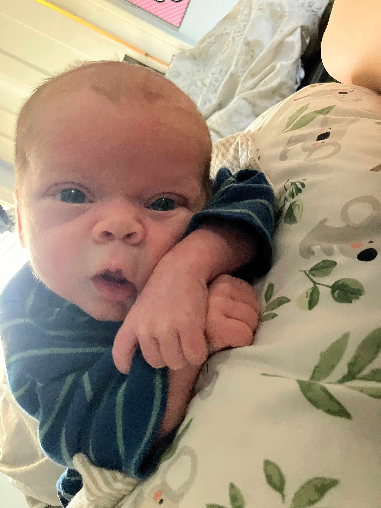Cashton joined the competition — help win amazing prizes! baby, infant, face, hand, blue_clothing, striped_clothing, pillow, pattern, leaf_pattern, animal_print, closeup, indoors, resting, curious, expression, skin, person, newborn, young_child, portrait