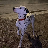 Pongo participe au concours pour gagner de l'argent avec cette photo : dalmatian, dog, animal, pet, collar, night, outdoor, gravel, shadow, spot, white, black_spot, canine, standing, alert, side_view, reflection, glowing_eyes, road, curb