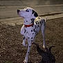 dalmatian, dog, animal, pet, collar, night, outdoor, gravel, shadow, spot, white, black_spot, canine, standing, alert, side_view, reflection, glowing_eyes, road, curb