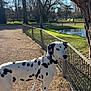 Pongo participe au concours pour gagner de l'argent avec cette photo : dalmatian, dog, leash, park, gravel_path, tree, fence, pond, sunlight, shadow, outdoor, nature, animal, pet, canine, grass, blue_sky, walking, quiet, daytime