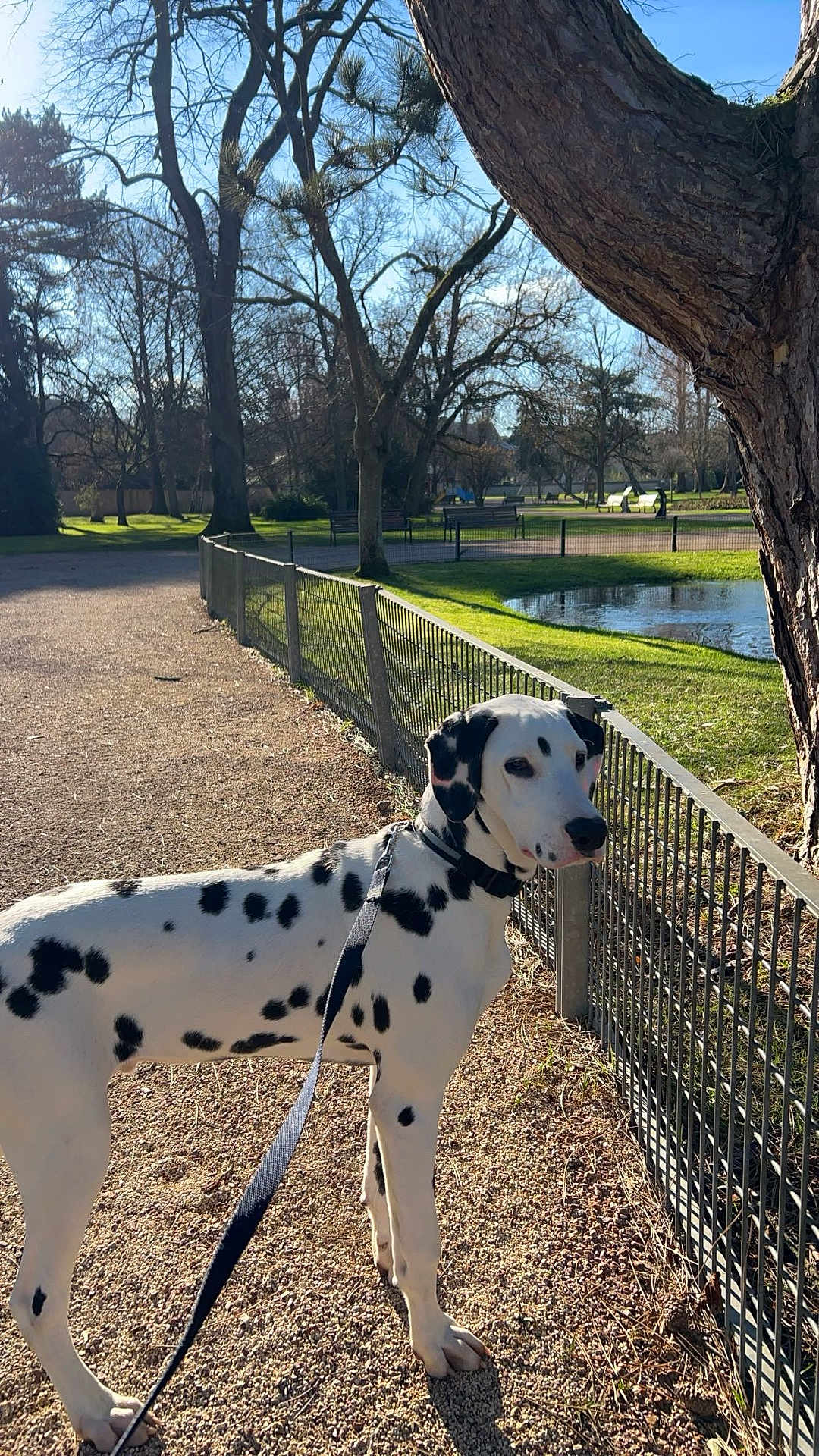 Pongo
