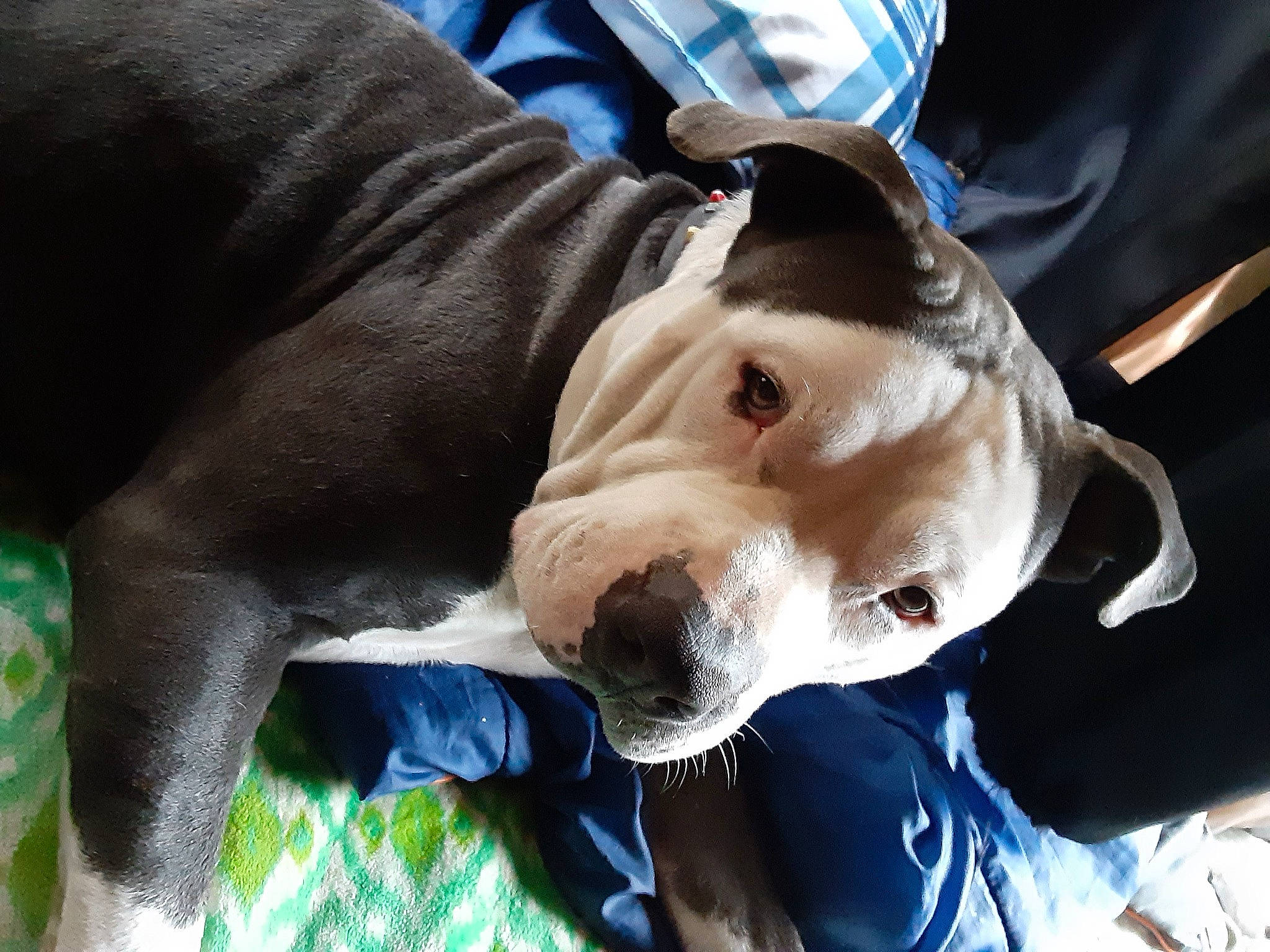 Zeus joined the competition — help win amazing prizes! adventure, canidae, carnivore, collar, companion_dog, dog, dog_breed, dog_collar, dog_supply, electric_blue, fawn, guard_dog, hunting_dog, leash, non_sporting_group, snout, sporting_group, whiskers, working_animal