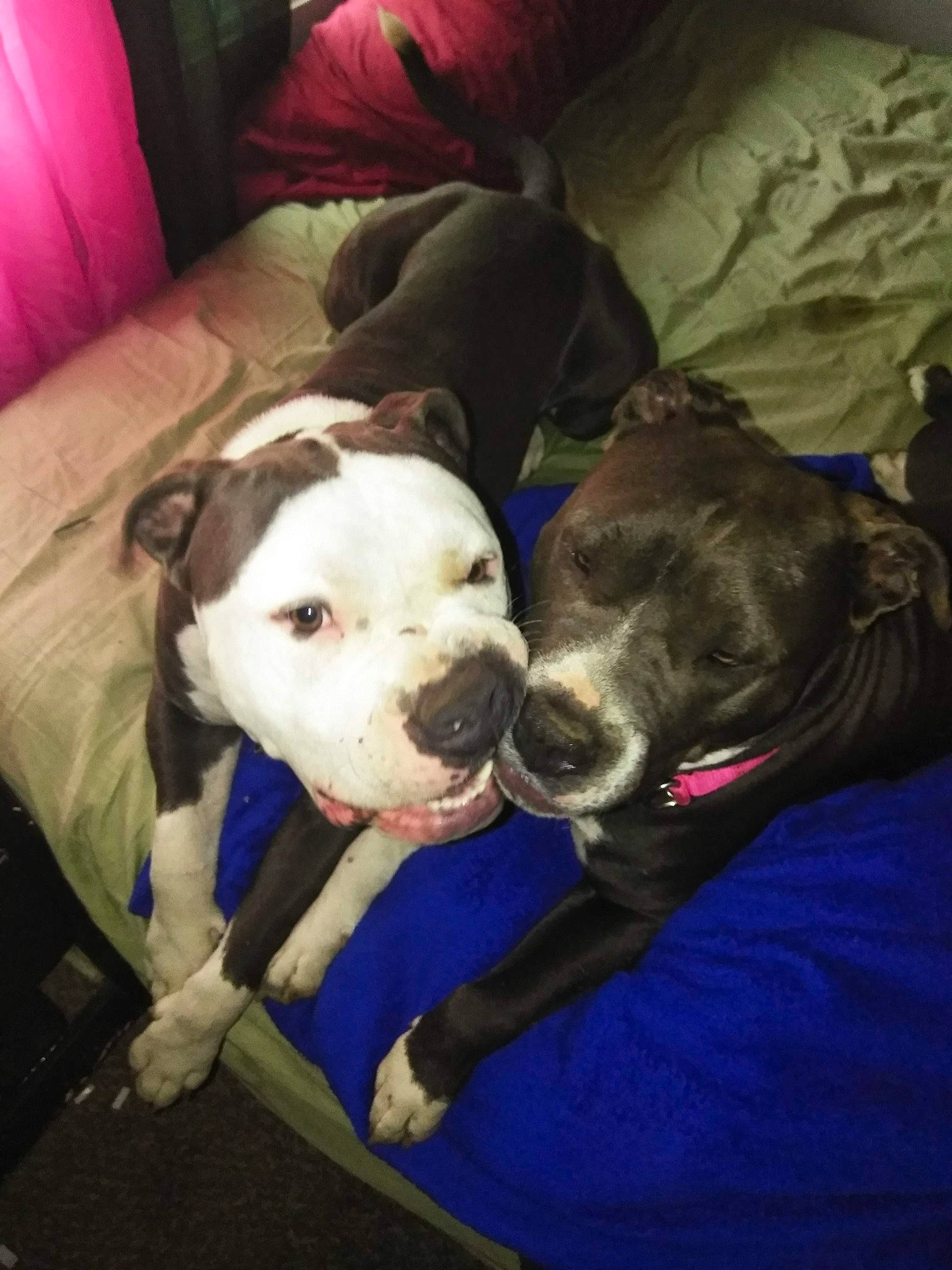 Zeus joined the competition — help win amazing prizes! carnivore, collar, comfort, companion_dog, couch, dog, dog_breed, dog_collar, dogo_argentino, fawn, fur, guard_dog, non_sporting_group, pillow, pit_bull, puppy_love, sporting_group, toy_dog, vertebrate, working_animal