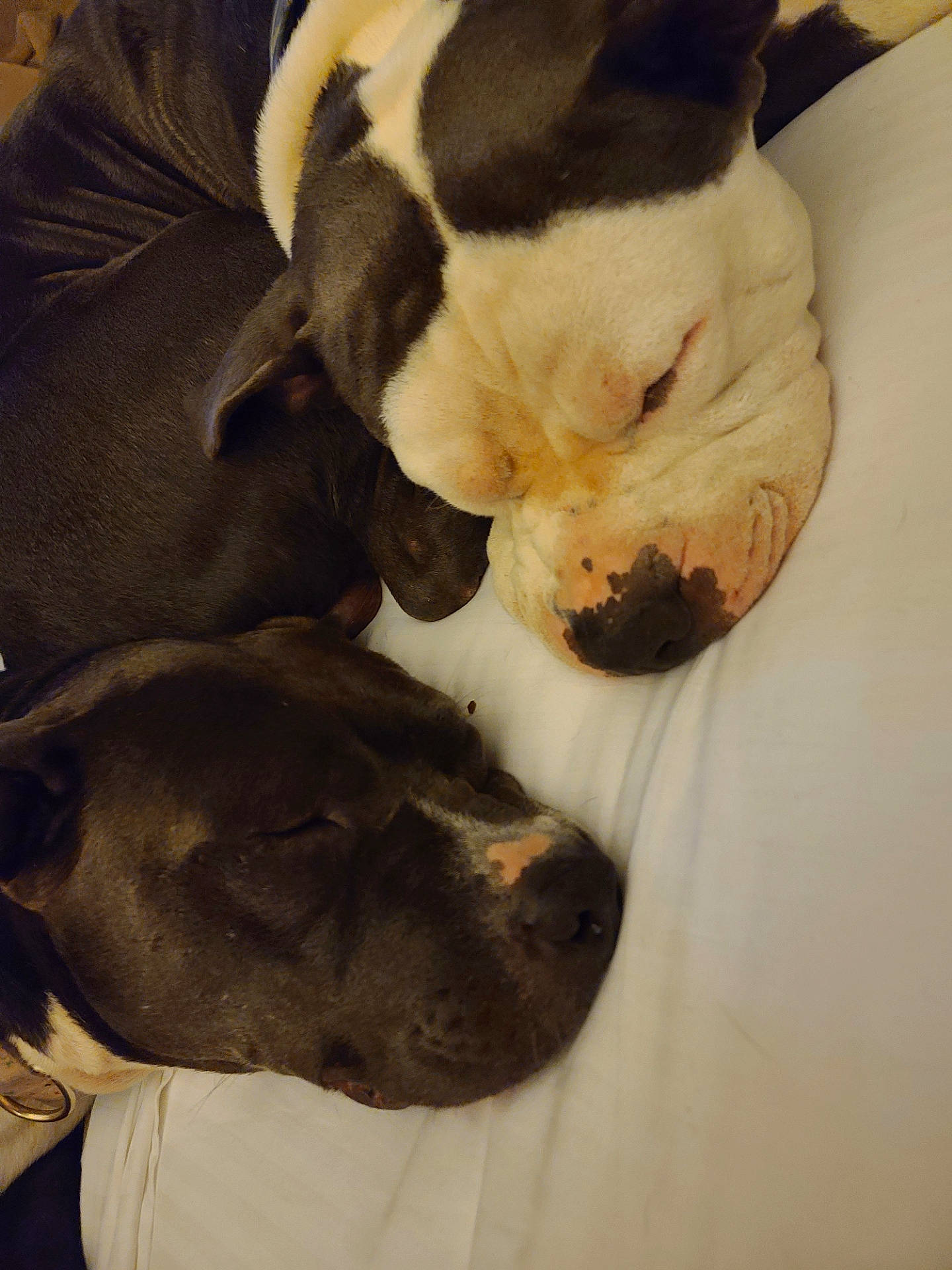 Zeus joined the competition — help win amazing prizes! boston_terrier, canidae, carnivore, comfort, companion_dog, dog, dog_breed, fawn, felidae, fur, linens, nap, paw, sleep, small_to_medium_sized_cats, snout, sporting_group, tail, whiskers, working_animal