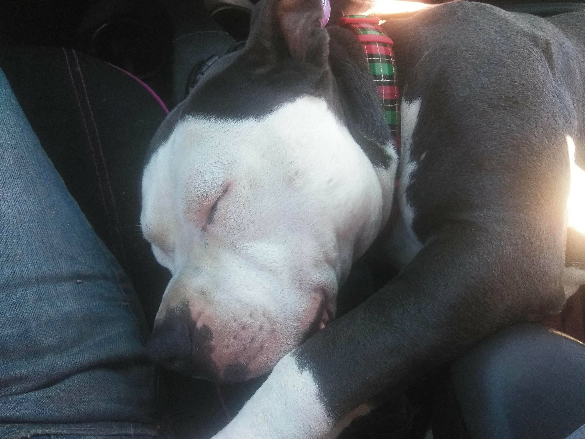 Zeus is registered to the contest to win money with this photo: canidae, carmine, carnivore, comfort, companion_dog, dog, dog_breed, ear, fawn, flesh, fur, mammal, non_sporting_group, paw, snout, sporting_group, terrestrial_animal, vertebrate, whiskers, working_animal