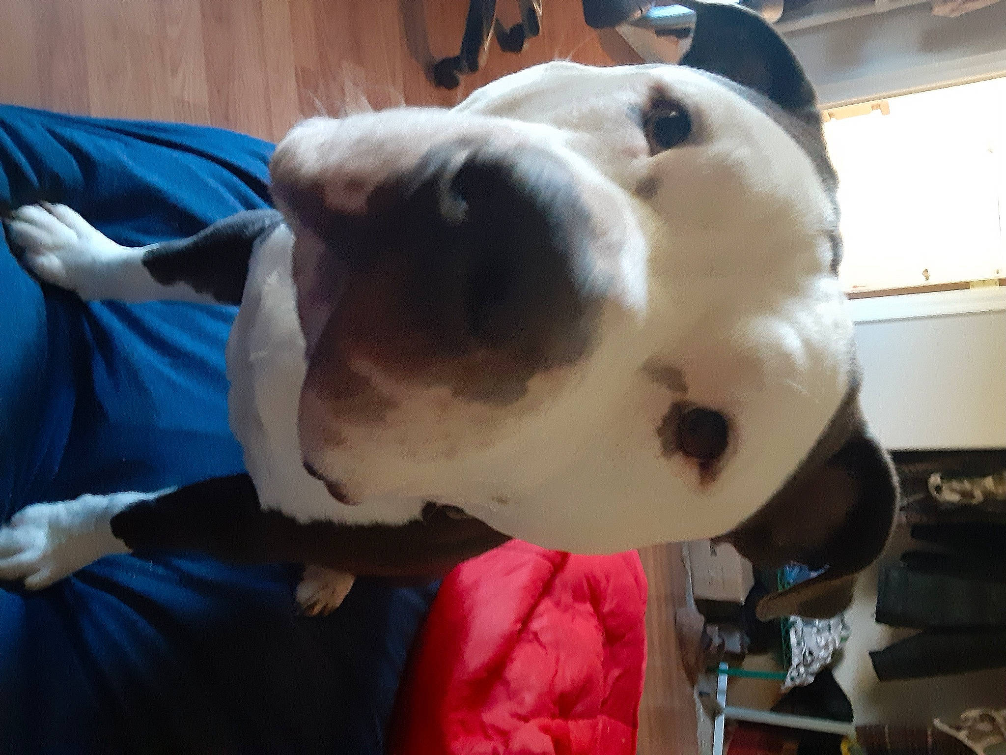 Zeus is registered to the contest to win money with this photo: canidae, carnivore, companion_dog, dog, dog_breed, fawn, fur, non_sporting_group, plush, snout, sporting_group, stuffed_toy, toy, working_animal