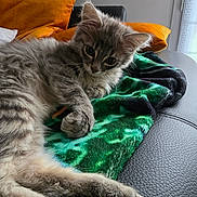 Wall-E participe au concours pour gagner de l'argent avec cette photo : kitten, cat, gray_cat, fluffy, pet, indoor, blanket, green_blanket, leather, couch, orange_pillow, relaxed, lying_down, fur, whiskers, ears, cute, domestic_cat, animal, feline