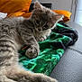 kitten, cat, gray_cat, fluffy, pet, indoor, blanket, green_blanket, leather, couch, orange_pillow, relaxed, lying_down, fur, whiskers, ears, cute, domestic_cat, animal, feline