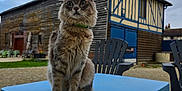 Wall-E a rejoint le concours — aidez-le/la à gagner de superbes lots ! cat, animal, pet, table, outdoor, sky, cloudy, building, wooden_building, chair, green_collar, fur, curious, sitting, blue_table, rural, garden, fence, daytime, nature