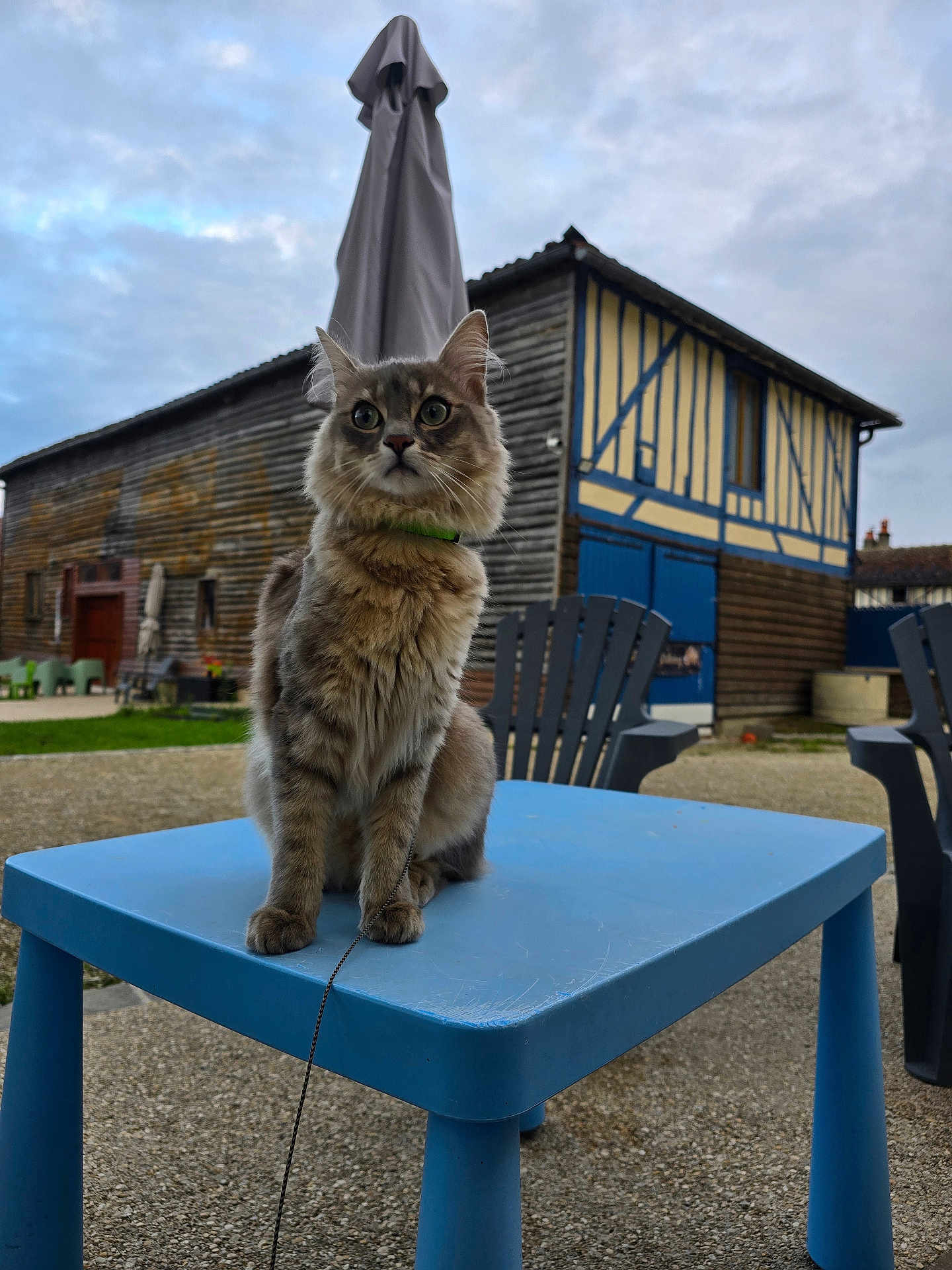 Wall-E a rejoint le concours — aidez-le/la à gagner de superbes lots ! cat, animal, pet, table, outdoor, sky, cloudy, building, wooden_building, chair, green_collar, fur, curious, sitting, blue_table, rural, garden, fence, daytime, nature