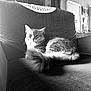 cat, furniture, couch, indoor, pet, animal, fur, tail, relaxing, cozy, vintage, mirror, framed_picture, window_light, black_and_white, quiet, home, domestic, calm, resting