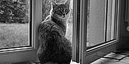 Wall-E a rejoint le concours — aidez-le/la à gagner de superbes lots ! animal, black_and_white, cat, cozy, curious, domestic, feline, floor, fluffy, indoor, nature_outside, open_window, pet, quiet, sitting, soft_light, tail, tile_floor, towel, window