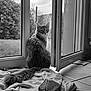 Wall-E a rejoint le concours — aidez-le/la à gagner de superbes lots ! cat, animal, pet, window, towel, indoor, tile_floor, curious, fluffy, sitting, black_and_white, open_window, nature_outside, quiet, soft_light, domestic, feline, tail, floor, cozy