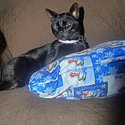 Monster is registered to the contest to win money with this photo: cat, black_cat, collar, quilted_surface, brown_background, pillow, snowman_pattern, snowflakes, indoor, pet, animal, resting, feline, holiday_theme, fabric, cute, relaxed, cute_pet, cozy, domestic_animal