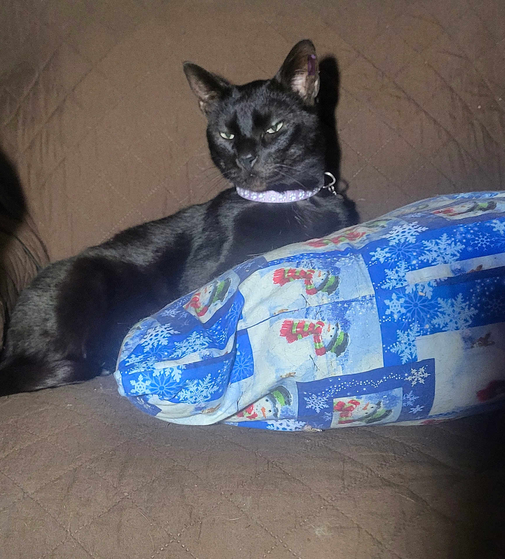 Monster is registered to the contest to win money with this photo: cat, black_cat, collar, quilted_surface, brown_background, pillow, snowman_pattern, snowflakes, indoor, pet, animal, resting, feline, holiday_theme, fabric, cute, relaxed, cute_pet, cozy, domestic_animal