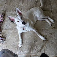 Alice joined the competition — help win amazing prizes! animal, canine, collar, curious, dog, domestic_animal, ears, floor, indoor, laying_down, looking_up, paw, pet, pet_accessory, playful, rope_toy, tail, tile_floor, toy, white_dog