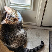 Harry Styles joined the competition — help win amazing prizes! animal, cat, cozy, curious, domestic, door, feline, floor, green_eyes, home, indoor, light, looking_up, pet, striped, sunlight, tabby, tail, whiskers, window