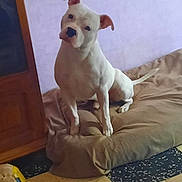 Mojito a rejoint le concours — aidez-le/la à gagner de superbes lots ! dog, white_dog, brown_ears, dog_bed, indoor, pet, curious, tilted_head, purple_wall, wooden_cabinet, yellow_toy, floor_tiles, pet_bed, animal, domestic, furniture, resting_place, canine, household, playful