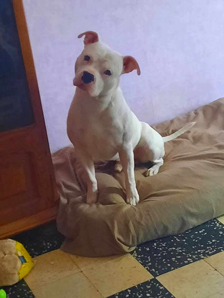 Mojito a rejoint le concours — aidez-le/la à gagner de superbes lots ! dog, white_dog, brown_ears, dog_bed, indoor, pet, curious, tilted_head, purple_wall, wooden_cabinet, yellow_toy, floor_tiles, pet_bed, animal, domestic, furniture, resting_place, canine, household, playful