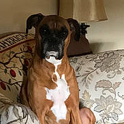 Aspen joined the competition — help win amazing prizes! dog, boxer, brown, white_chest, sitting, couch, lamp, indoor, pet, animal, fur, ears, nose, eyes, living_room, furniture, decor, portrait, canine, companion