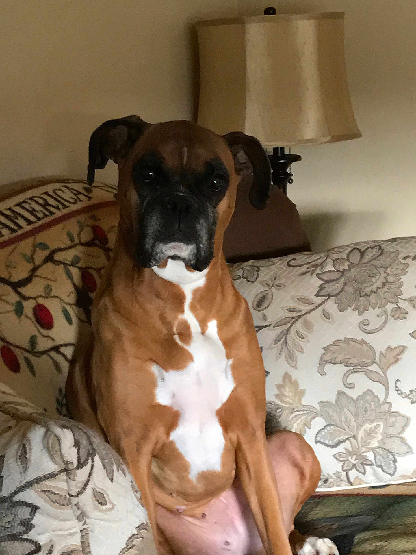 Aspen joined the competition — help win amazing prizes! dog, boxer, brown, white_chest, sitting, couch, lamp, indoor, pet, animal, fur, ears, nose, eyes, living_room, furniture, decor, portrait, canine, companion