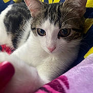 Azur a rejoint le concours — aidez-le/la à gagner de superbes lots ! cat, kitten, tabby, white_fur, close_up, paw, blanket, colorful, indoor, curious, pet, animal, whiskers, fur, cute, cozy, soft, resting, young, playful