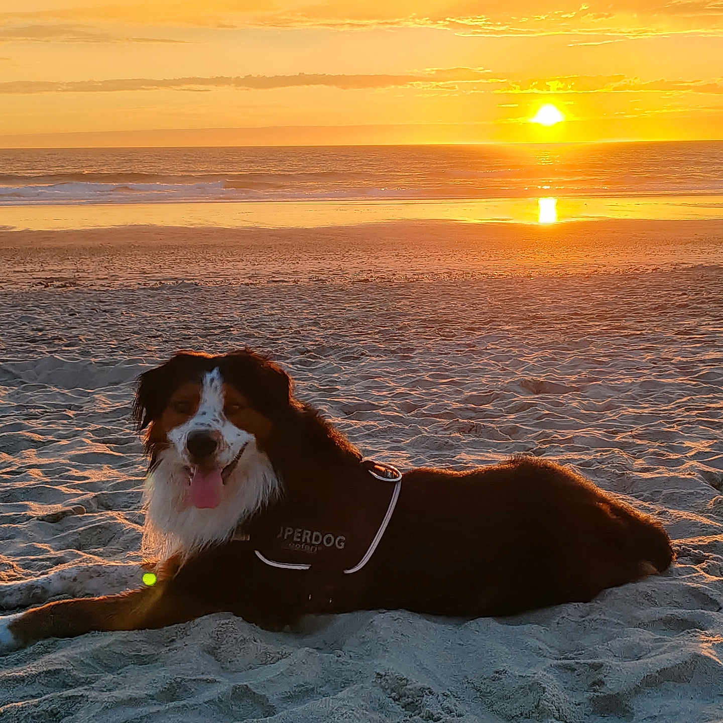 Ukko participe au concours pour gagner de l'argent avec cette photo : animal, beach, canine, coast, dog, horizon, nature, outdoors, pet, puppy, scenery, sea, shoreline, sky, summer, sun, sunlight, sunrise, sunset, water