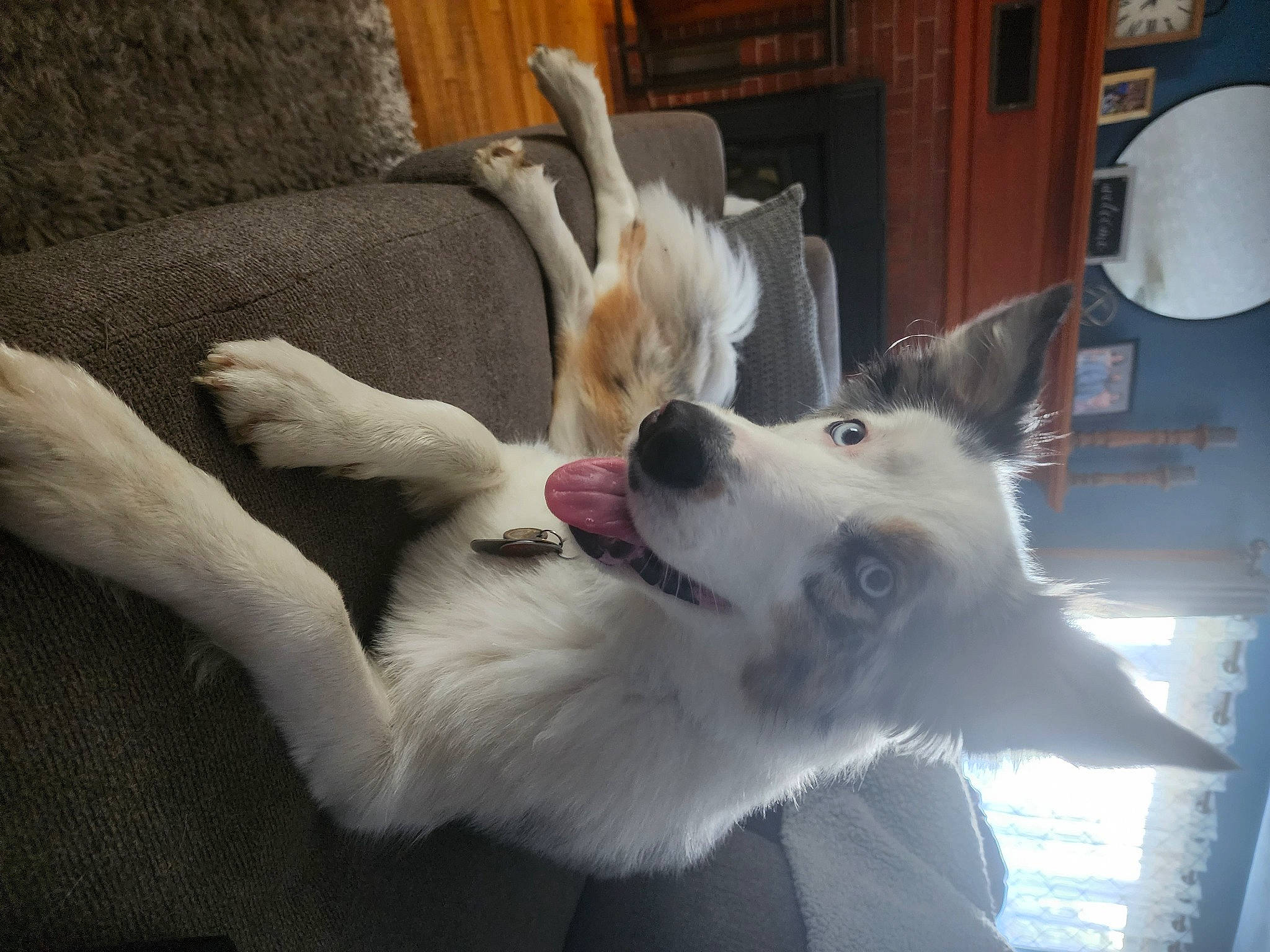 Aurora is registered to the contest to win money with this photo: canidae, carnivore, comfort, companion_dog, couch, dog, dog_breed, dog_supply, fawn, fur, paw, pomeranian, samoyed, snout, spitz, sporting_group, toy_dog, whiskers, working_animal, working_dog