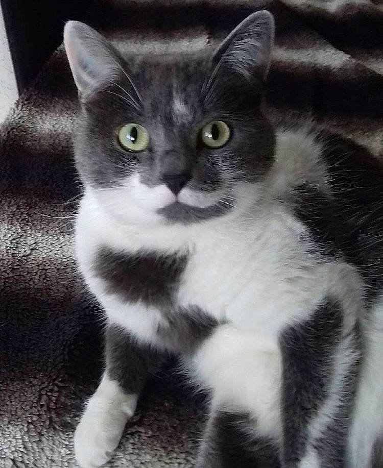 Naya participe au concours pour gagner de l'argent avec cette photo : aegean_cat, american_shorthair, american_wirehair, asian, black_and_white, carnivore, cat, domestic_short_haired_cat, european_shorthair, felidae, kitten, mammal, polydactyl_cat, small_to_medium_sized_cats, snout, tail, vertebrate, whiskers