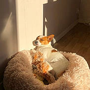 Lako participe au concours pour gagner de l'argent avec cette photo : dog, sleeping, sunlight, plush_bed, toy, cozy, indoor, wooden_floor, relaxed, pet, animal, brown_and_white, nap, furry, wall, shadow, comfortable, resting, cute, small_dog