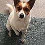 Lako a rejoint le concours — aidez-le/la à gagner de superbes lots ! dog, pet, brown_and_white, small_dog, sitting, carpet, indoor, curious, attentive, paw_raised, fur, ears_up, looking_up, animal, companion, cute, domestic, friendly, alert, canine