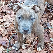 Tank is registered to the contest to win money with this photo: alert, animal, autumn, brown, canine, curious, dog, ears, fall, fur, ground, leaves, looking, muddy, nature, outdoor, paws, pet, puppy, young