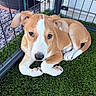 Athena June joined the competition — help win amazing prizes! adorable, animal, artificial_grass, brown_and_white, canine, closeup, cute, dog, ears, enclosure, fence, grass, outdoor, paw, pet, puppy, resting, snout, watchful, young_dog