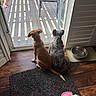 Athena June is registered to the contest to win money with this photo: animal, brown_dog, companion, deck, dog, glass_door, indoor, looking_out, mat, pet, quiet, resting, rug, shadow, spotted_dog, sunlight, toy, water_bowl, white_dog, wood_floor