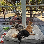 Athena June is registered to the contest to win money with this photo: animal, black_dog, brown_dog, canine, deck, dog, dog_bed, dogs, fence, gray_dog, nature, outdoor, pet, pets, relaxing, resting, sunlight, toys, tree, wooden_floor