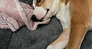 Athena June is registered to the contest to win money with this photo: animal, blanket, brown_and_white, carpet, cozy, cute, dog, domestic, ear, fur, indoor, lying_down, paw, pet, pink_cloth, puppy, relaxed, resting, snout, toy