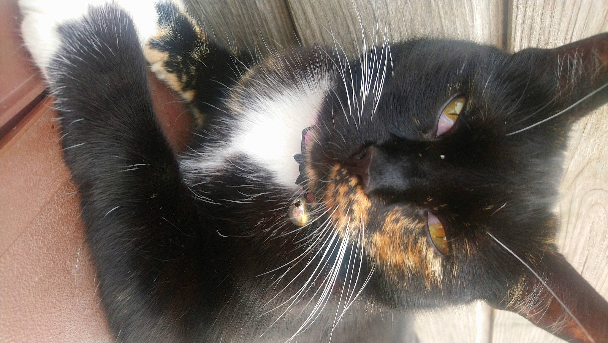 Iris joined the competition — help win amazing prizes! black_cat, carnivore, cat, claw, comfort, domestic_short_haired_cat, ear, event, felidae, fur, hair, paw, small_to_medium_sized_cats, snout, tail, terrestrial_animal, whiskers