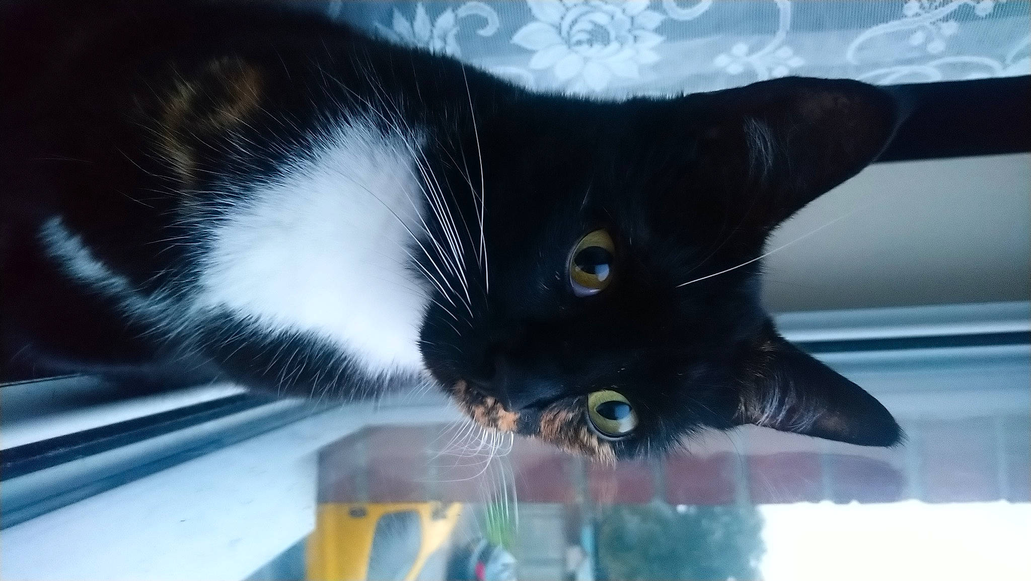 Iris joined the competition — help win amazing prizes! black_cat, bombay, carnivore, cat, claw, domestic_short_haired_cat, electric_blue, felidae, fur, small_to_medium_sized_cats, snout, tail, whiskers, window