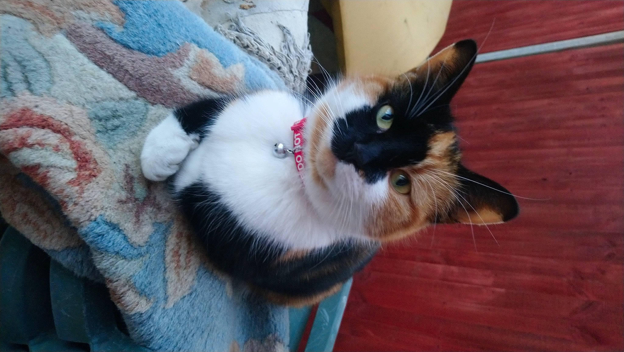 Caramel is registered to the contest to win money with this photo: carmine, carnivore, cat, claw, collar, dog_breed, domestic_short_haired_cat, eye, felidae, flooring, foot, fur, hardwood, human_leg, paw, small_to_medium_sized_cats, snout, tail, whiskers, wood