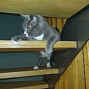 Asia participe au concours pour gagner de l'argent avec cette photo : cat, gray_cat, white_paws, wooden_stairs, indoor, pet, curious, climbing, feline, whiskers, paw, step, green_eyes, animal, house, wood_paneling, sitting, looking_away, domestic_cat, furniture