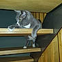 cat, gray_cat, white_paws, wooden_stairs, indoor, pet, curious, climbing, feline, whiskers, paw, step, green_eyes, animal, house, wood_paneling, sitting, looking_away, domestic_cat, furniture