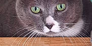 Asia a rejoint le concours — aidez-le/la à gagner de superbes lots ! cat, gray_cat, green_eyes, whiskers, close_up, wooden_surface, indoor, pet, feline, curious, animal, face, ears, portrait, resting, domestic_cat, fur, background, whiskers_visible, looking