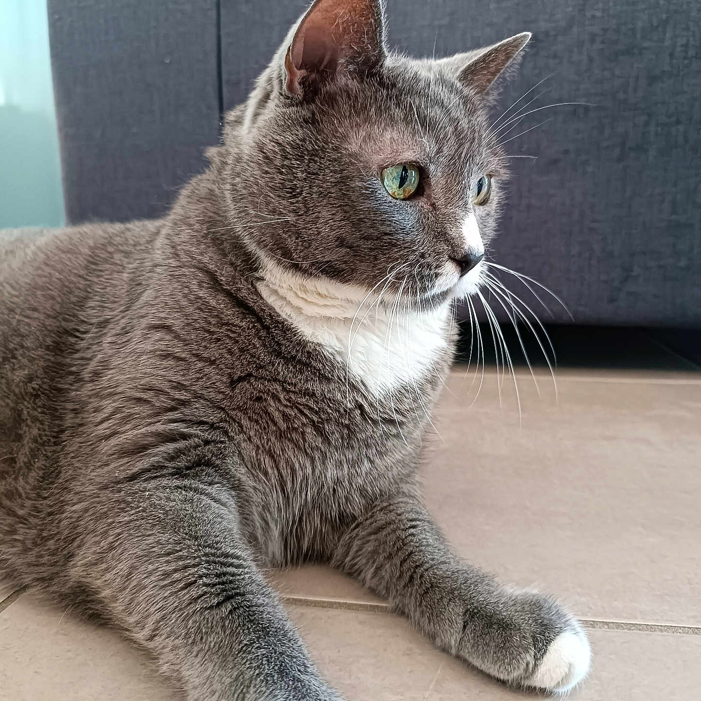 Asia participe au concours pour gagner de l'argent avec cette photo : animal, cat, close_up, couch, cute, domestic_cat, feline, floor, fur, gray_cat, green_eyes, home, indoor, pet, relaxed, resting, side_view, tile_floor, whiskers, white_paws