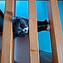 Asia participe au concours pour gagner de l'argent avec cette photo : cat, gray_cat, white_paws, wooden_bars, railing, curious, indoor, pet, animal, feline, whiskers, playful, face, paws, wood, blue_wall, close_up, home, cute, staircase
