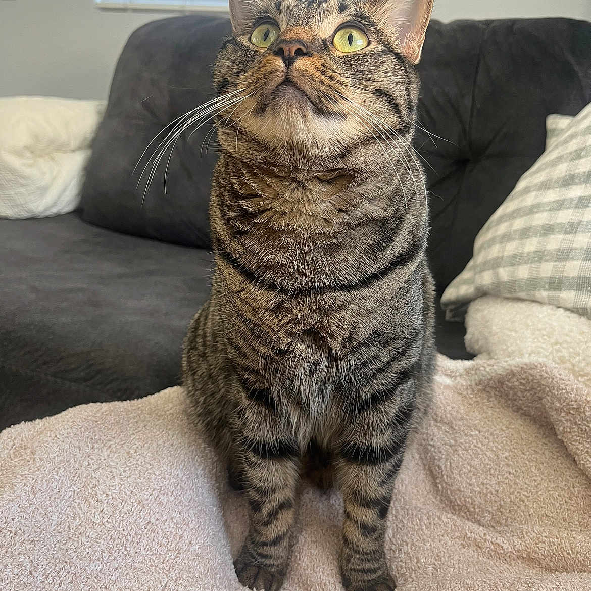 Remi joined the competition — help win amazing prizes! abyssinian, animal, architecture, blanket, building, cat, chair, couch, cushion, egyptiancat, furniture, homedecor, indoors, kitten, livingroom, manx, person, pet, room, sleeping