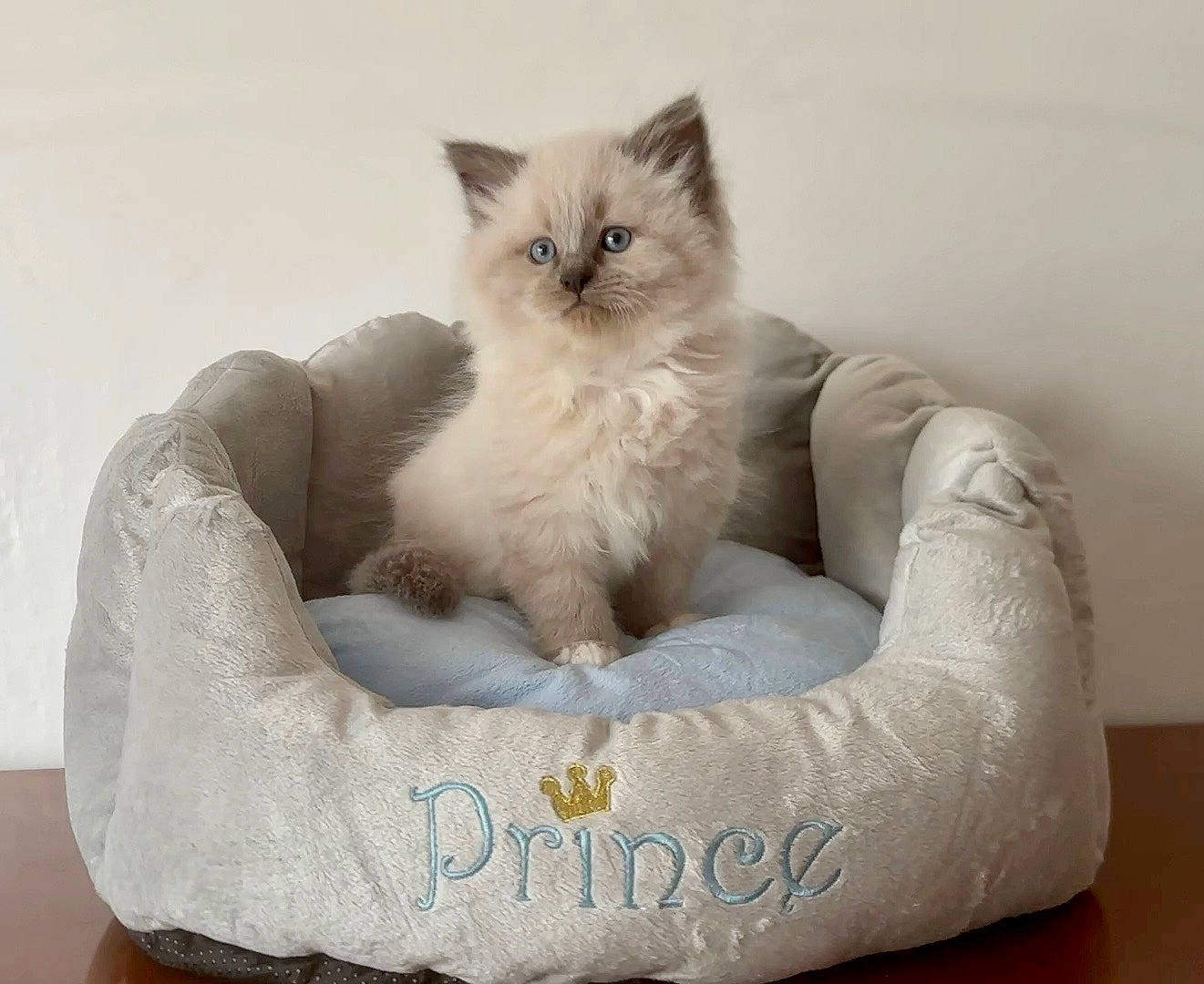 Usher a rejoint le concours — aidez-le/la à gagner de superbes lots ! bean_bag, bean_bag_chair, carnivore, cat, cat_bed, cat_supply, comfort, dog_bed, fawn, felidae, foot, fur, paw, ragdoll, sitting, small_to_medium_sized_cats, tail, terrestrial_animal, whiskers