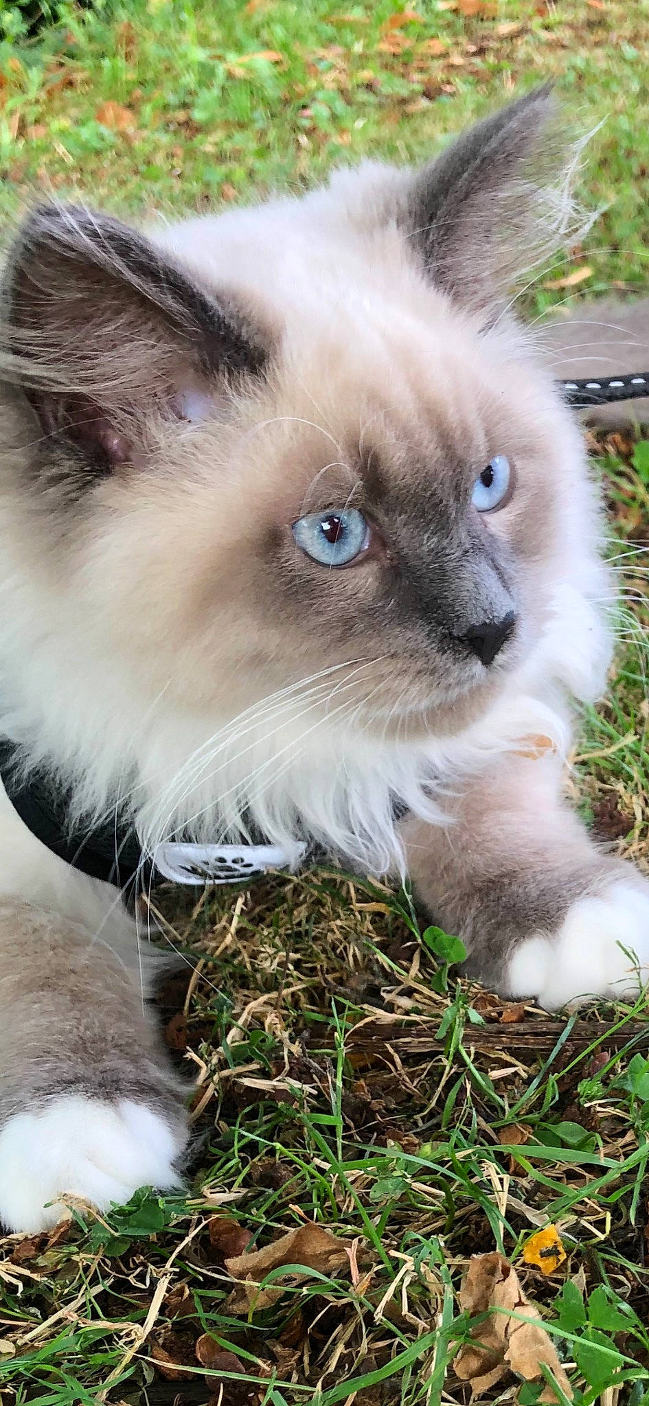 Usher a rejoint le concours — aidez-le/la à gagner de superbes lots ! balinese, birman, carnivore, cat, close_up, curious, eye, fawn, felidae, fur, grass, hair, ragdoll, siamese, small_to_medium_sized_cats, snout, terrestrial_animal, thai, whiskers, wildlife