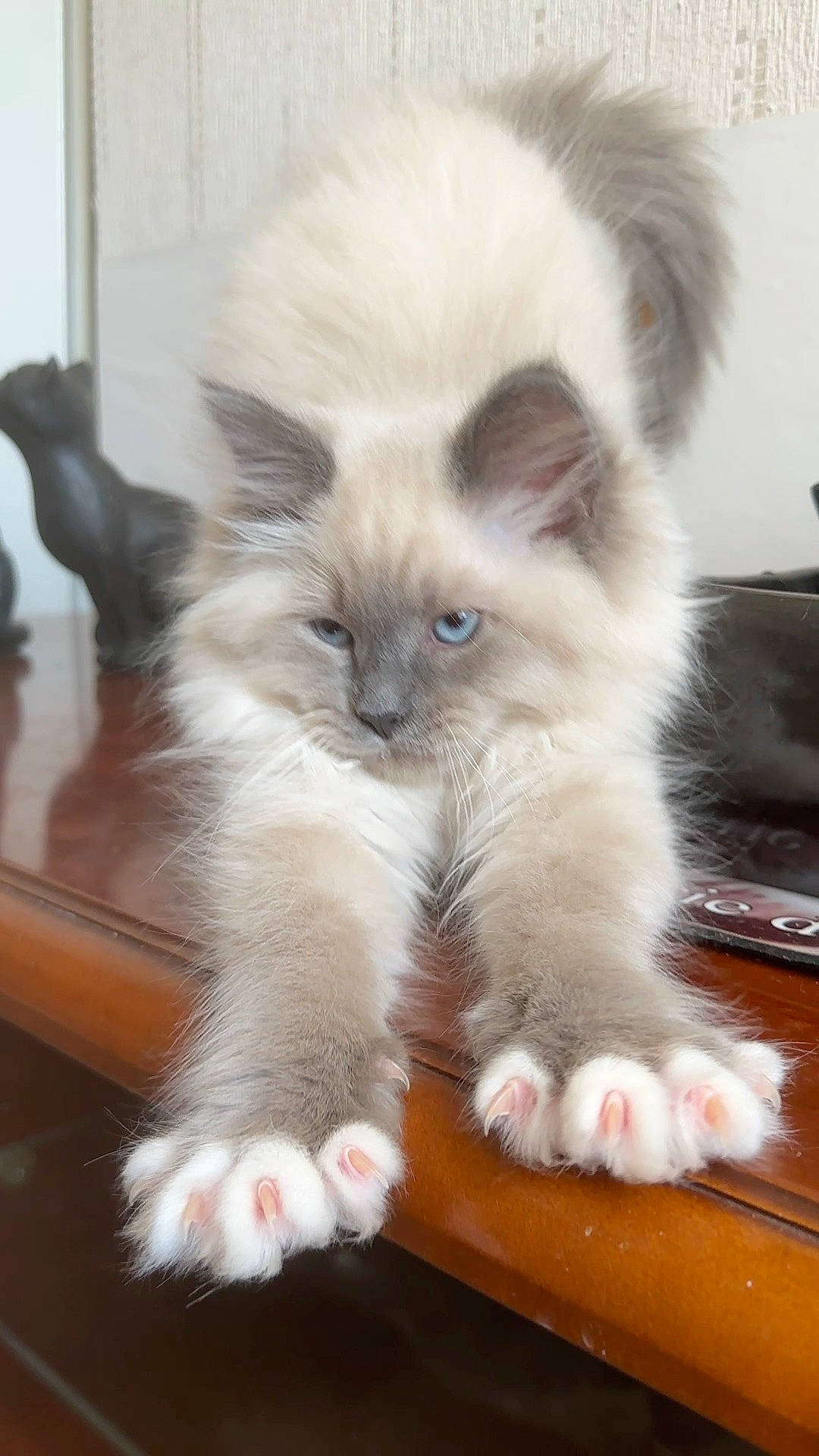 Usher a rejoint le concours — aidez-le/la à gagner de superbes lots ! balinese, birman, carnivore, cat, claw, companion_dog, fawn, felidae, fur, hardwood, iris, paw, ragdoll, siamese, small_to_medium_sized_cats, snout, tail, terrestrial_animal, thai, whiskers