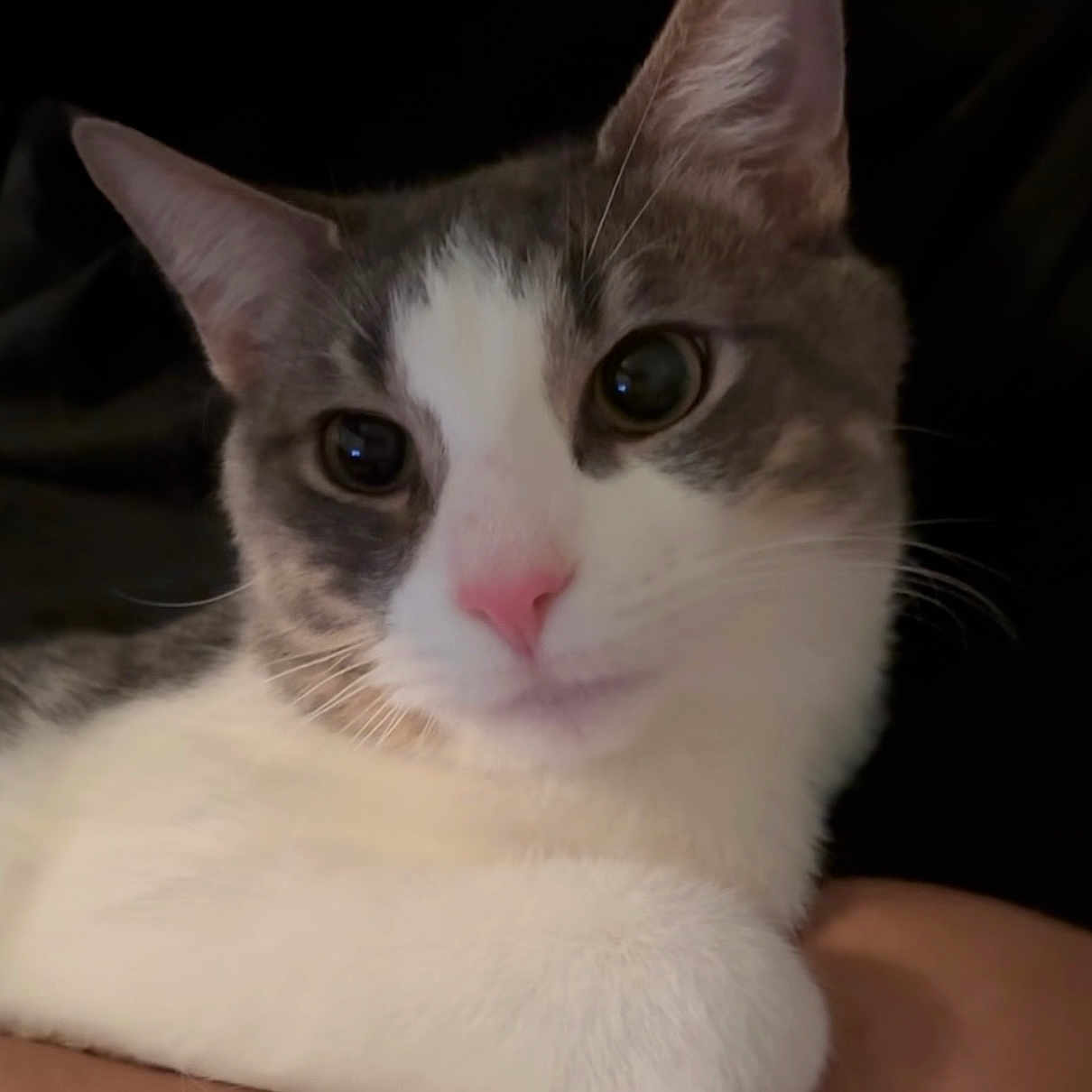 Danny is registered to the contest to win money with this photo: abyssinian, angora, animal, cat, doctor, kitten, manx, person, pet, siamese, snout, veterinarian