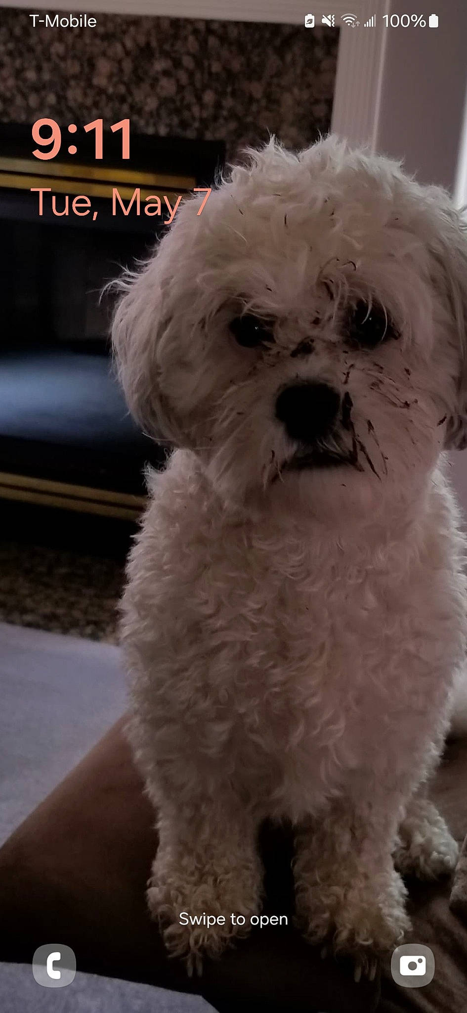 Alex joined the competition — help win amazing prizes! canidae, carnivore, companion_dog, dog, dog_breed, eye, fur, hair, poodle, poodle_crossbreed, puppy_love, shih_poo, small_terrier, snout, sporting_group, terrier, toy_dog, water_dog, whiskers, working_animal